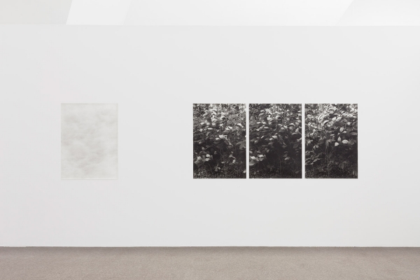 Two printed works hanging on a wall, one of clouds faintly distinct from the wall, the other a triptych of leaves from a bush