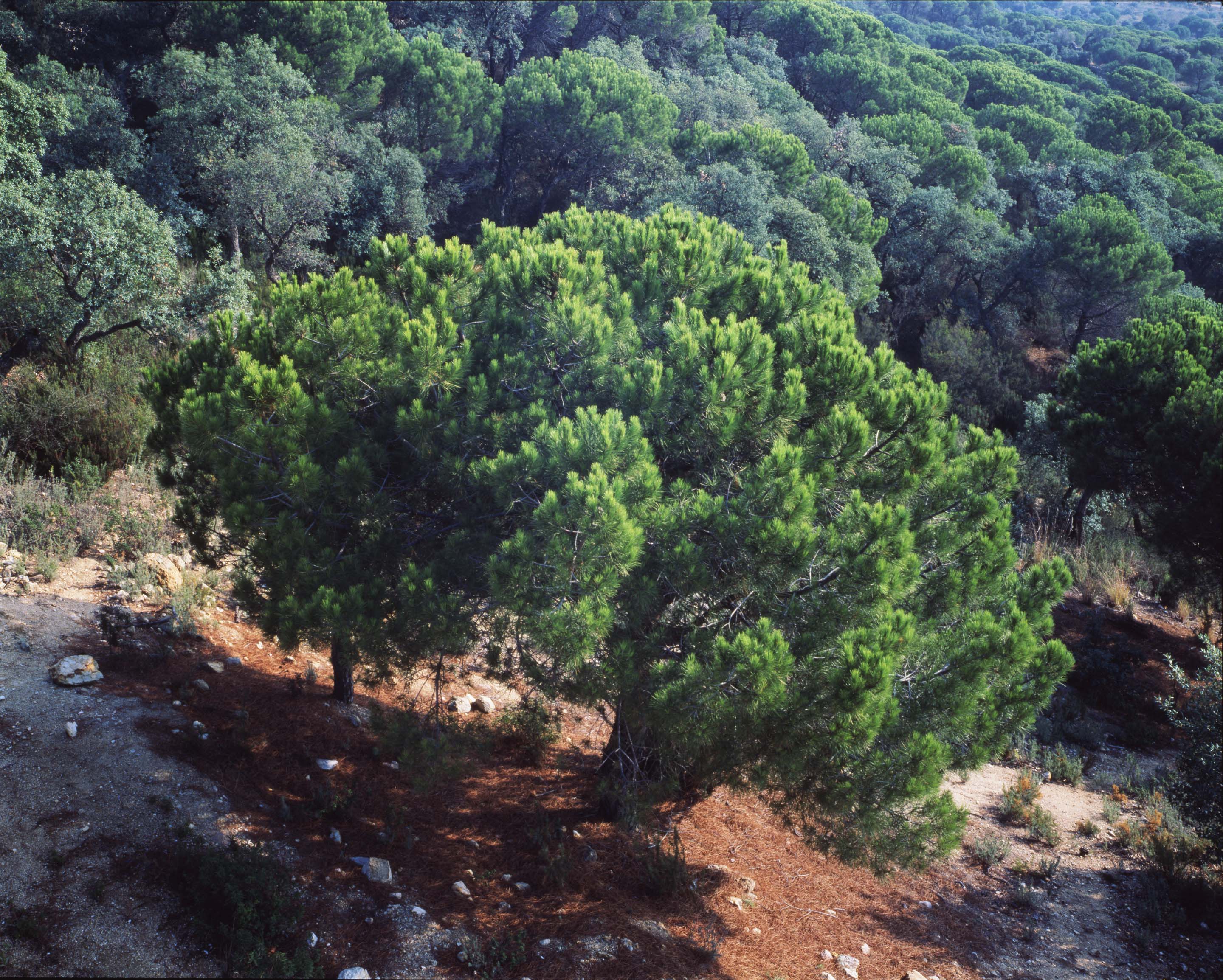 A tilted overhead view of two large evergreen trees in a forest.