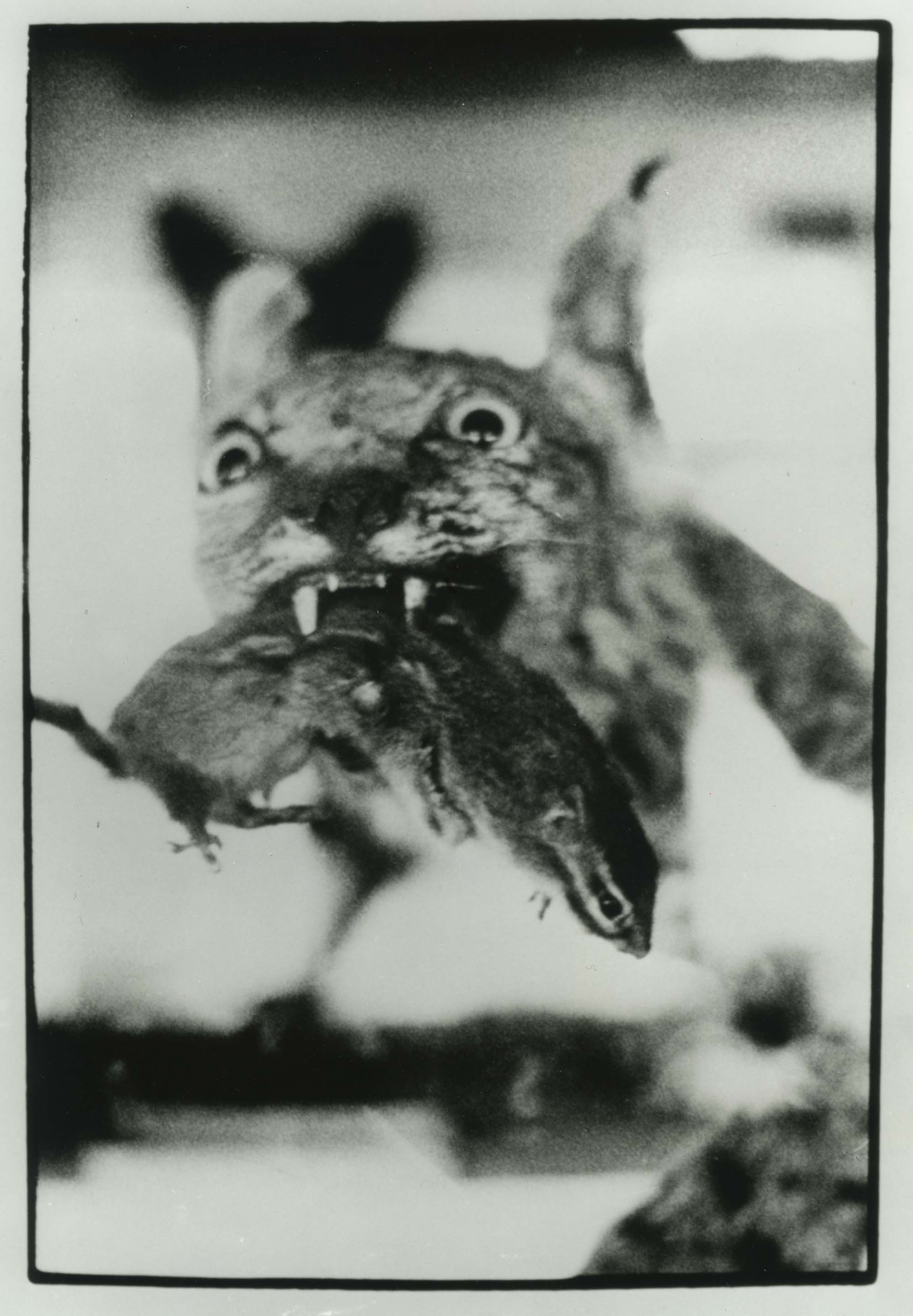 In a black-and-white photo, a leaping cat's face is in focus, piercing a shrieking rodent with its fangs.